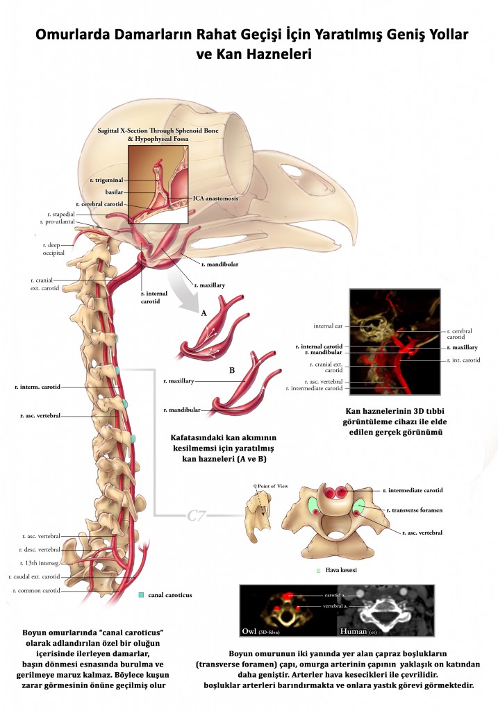 paravertebral ganglionlar